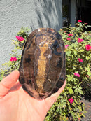 Twist-necked Turtle LTC Female