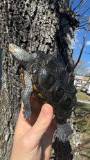 Adult Northern Diamondback Terrapin Female