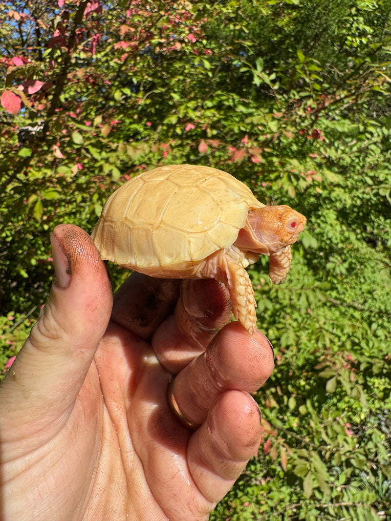 Albino African Spurred Tortoise Baby 2025