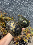European Pond Turtle Adult Pair