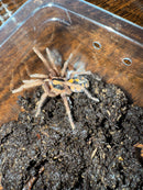 Pumpkin Patch Tarantula Female (3-3.5 inch) (Hapalopus formosus)
