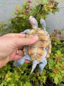 Ornate Diamondback Terrapin Male