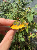 Supernova Golden Flame Florida Red Bellied Turtle