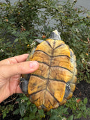 Northern Diamondback Terrapin Adult Female