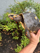 Red Foot Tortoise Adult Male