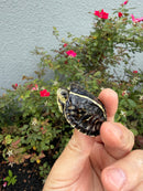 HI YELLOW Florida Box Turtle