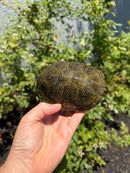 Sicilian Pond Turtle Adult Pair