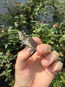Hypomelanistic Common Snapping Turtle 2026