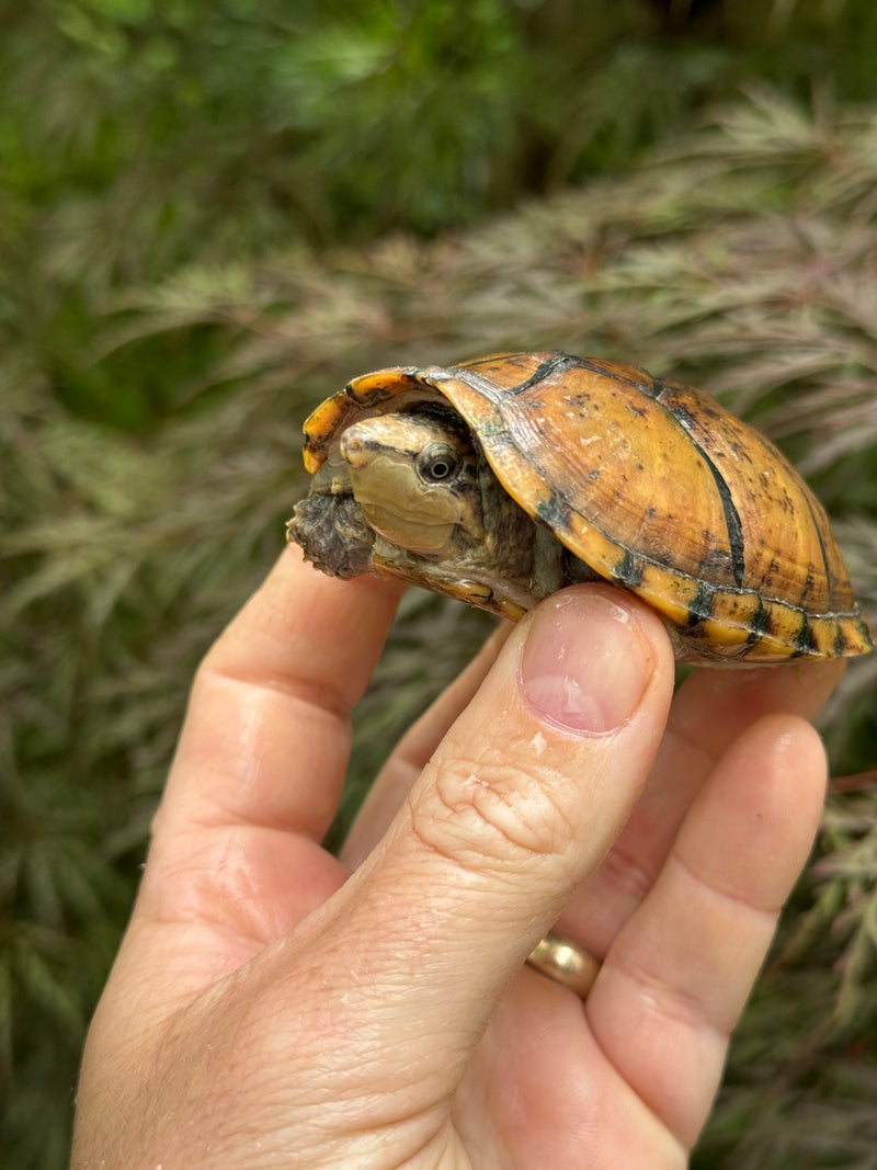 Hypo Stripe-necked Musk Turtle Adult Female