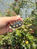 Ornate Diamondback Terrapin Female