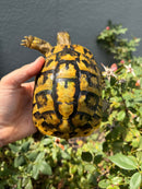 Eastern Hermann's Tortoise Adult Female