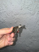 Hi White Concentric Diamondback Terrapin 2024