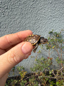 Hi Color Eastern Box Turtle Baby
