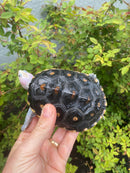 Ornate Diamondback Terrapin Female
