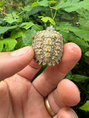 Paradox Albino Florida Snapping Turtle 2024