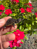 Hi Color Yellow Baby Eastern Box Turtle