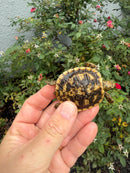 Pancake Tortoise Baby 2026