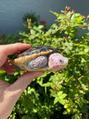 Ornate Diamondback Terrapin Female