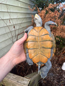 Adult Northern Diamondback Terrapin Female