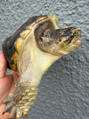 Hypomelanistic Common Snapping Turtle 2024