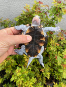 Ornate Diamondback Terrapin Male