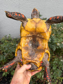 Red Foot Tortoise Adult Male