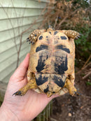 Jordanian Golden Greek Tortoise Female