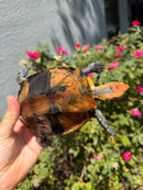 Twist-necked Turtle LTC Male