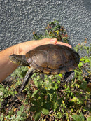 Franco-Italian Pond Turtle Adult Female