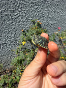 Pastel Clown Yellow Bellied Turtle 2026