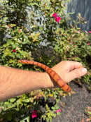 Red Salt Marsh Water Snake Adult Female