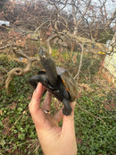 Japanese Pond Turtle Adult Female