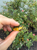 Golden Flame Florida Red Bellied Turtle 2026
