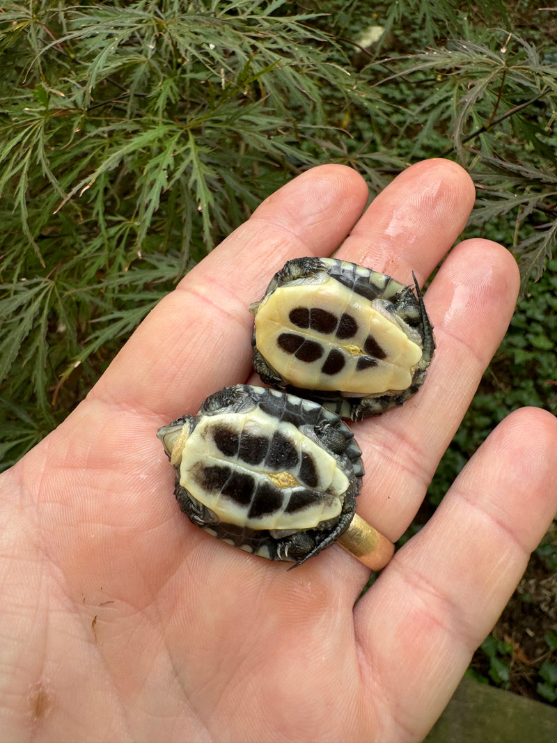 Vietnamese Southern Stone Turtle Baby (Mauremy mutica)