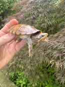 Hypo Stripe-necked Musk Turtle Adult Female