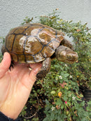 Spanish Pond Turtle Adullt Pair