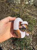 Hi White Pied Ball Python Female