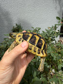 Eastern Hermann's Tortoise Adult Female
