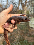 Coastal Giant Salamander CB Adult Females (Dicamptodon tenebrosus)