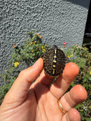 HI YELLOW Florida Box Turtle