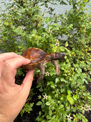 Spiny Hill Turtle CB 2025