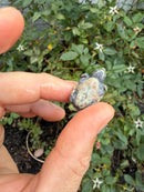 Pastel Clown Common Musk Turtle Baby 2026