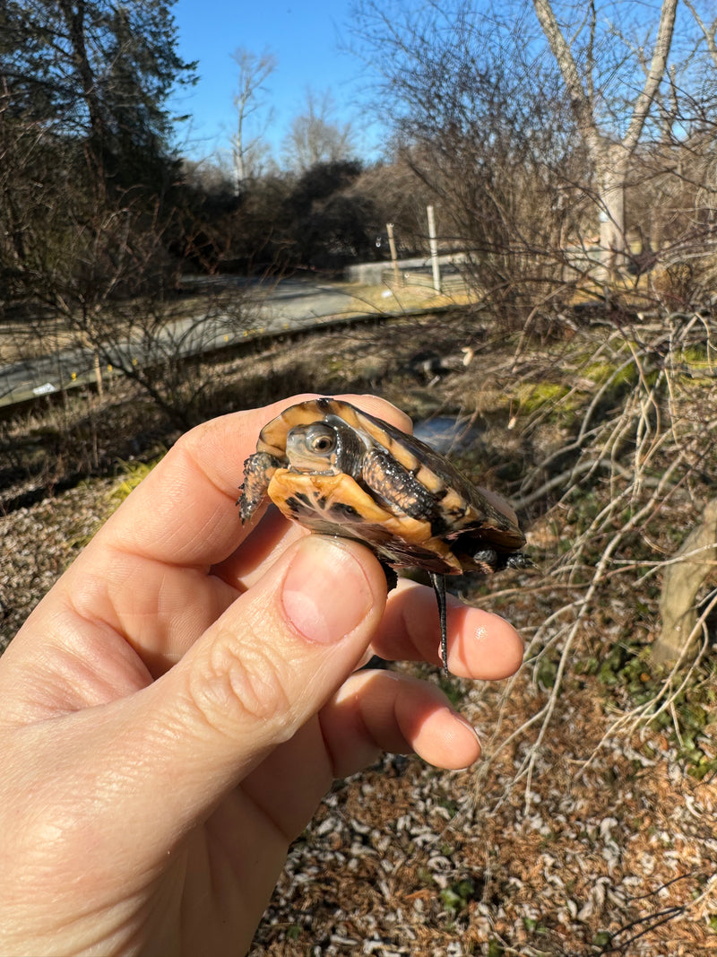 Spotted Turtle 2023 Female