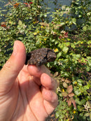 Alligator Snapping Turtle X Florida Snapping Turtle