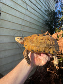 Forstens Tortoise Adult  Male 10 (Indotestudo forstenii)