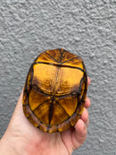 Red Cheeked Mud Turtle Adult Trio