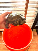 Franco-Italian Pond Turtle Adult Female