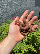 Red Salt Marsh Water Snake Adult Female