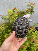Ornate Diamondback Terrapin Female