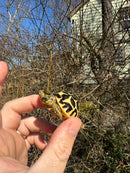 Sri Lankan Star Tortoise 2025